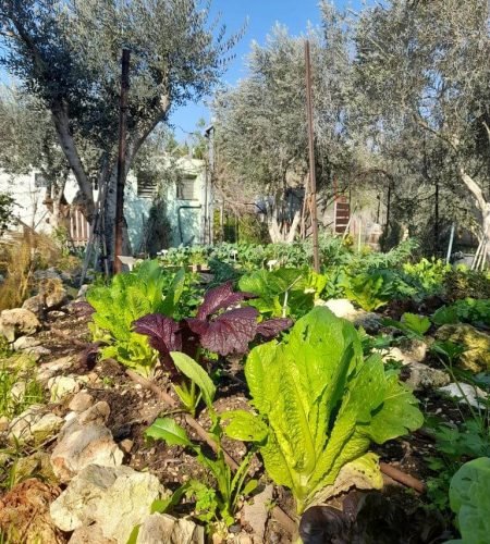 הגינה-האורגנית-1